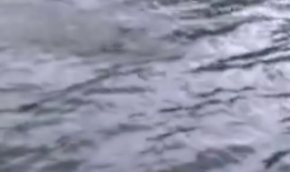 撒网手抛网视频教程,轻松掌握渔猎技巧